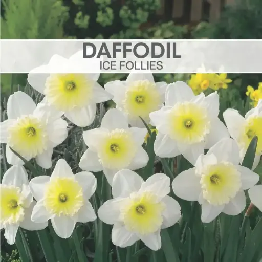 Daffodil Ice Follies