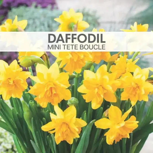 Daffodil Mini Tete Boucle