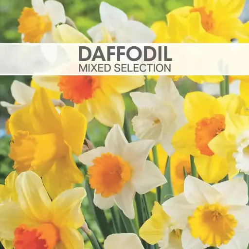 Daffodil Bulbs Mixed Selection