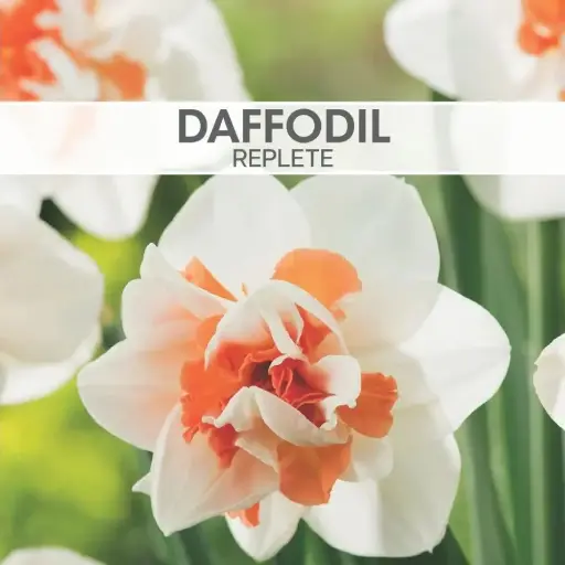 Daffodil Replete