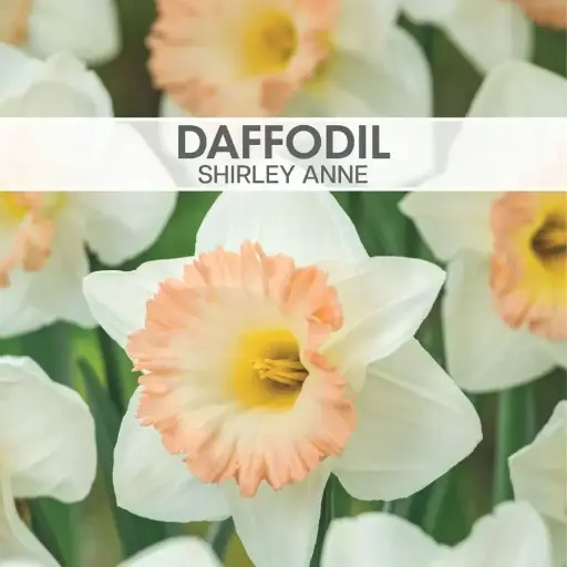 Daffodil Shirley Anne