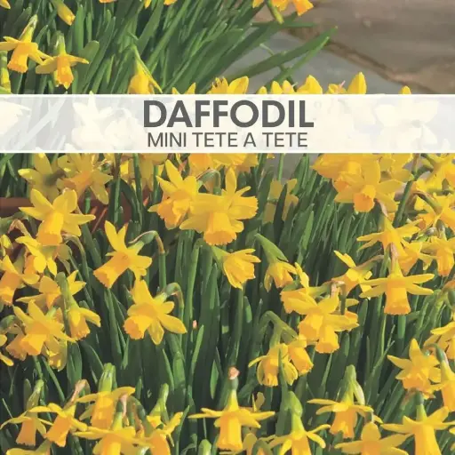 Daffodil Miniature Tete a Tete