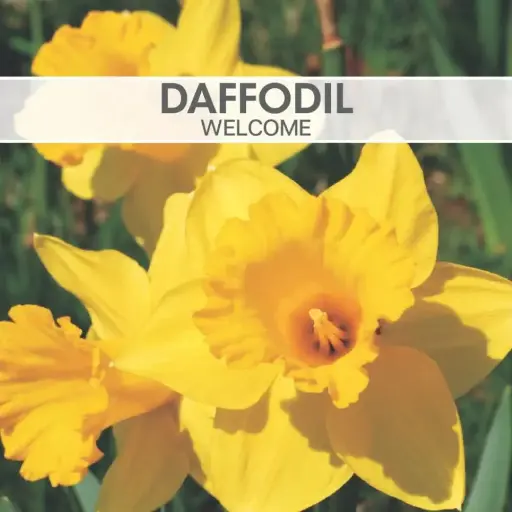 Daffodil Welcome