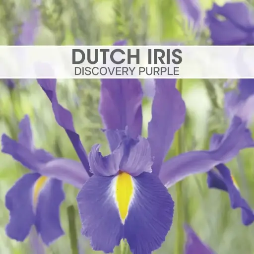 Dutch Iris Discovery Purple