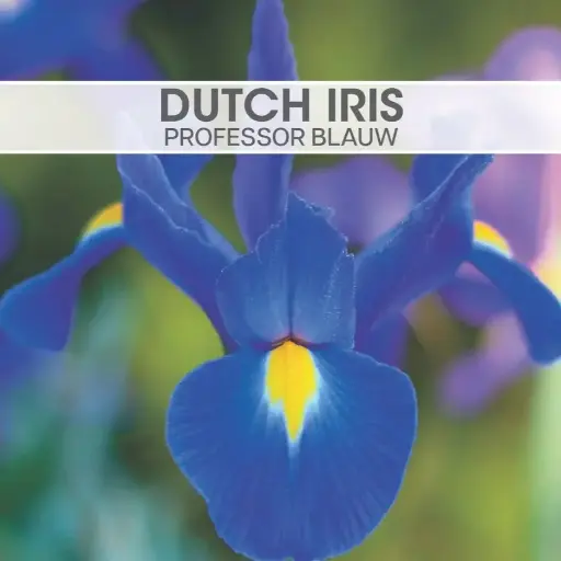 Dutch Iris Professor Blauw