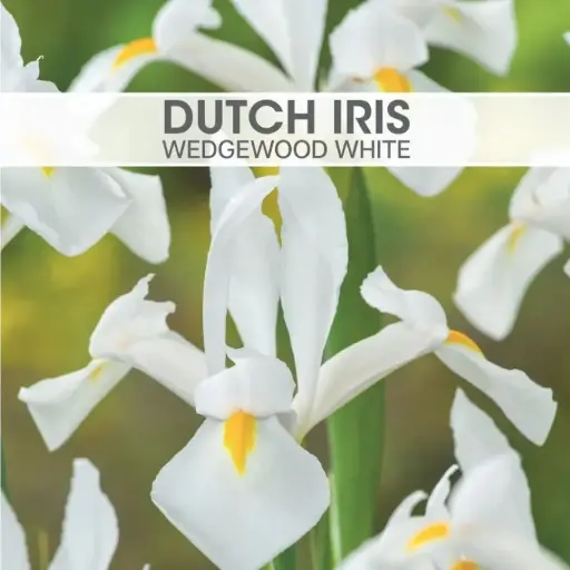 Dutch Iris Wedgewood White