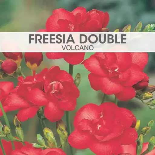 Freesia Double Volcano