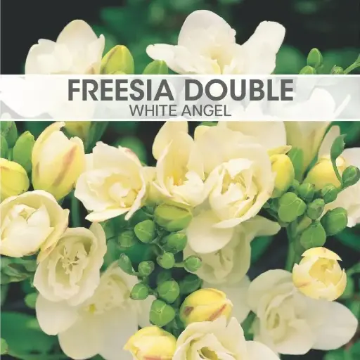 Freesia Double White Angel