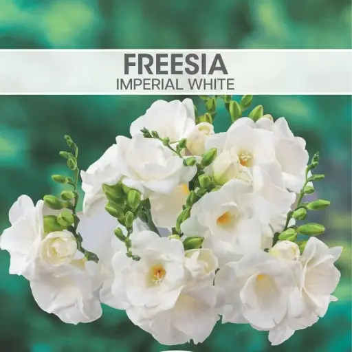 Freesia Imperial White