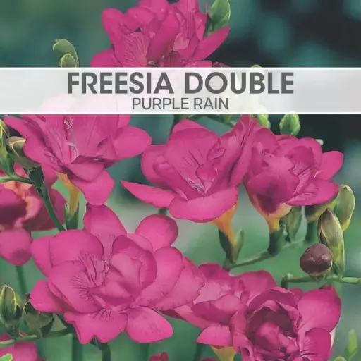 Freesia Double Purple Rain