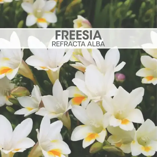 Freesia Refracta Alba