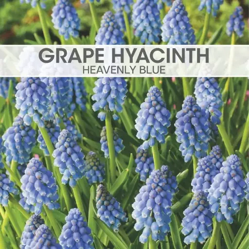 Grape Hyacinth Heavenly Blue