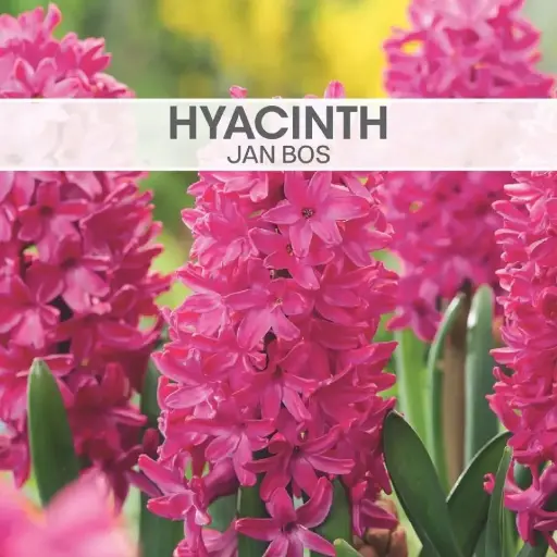 Hyacinth Jan Bos