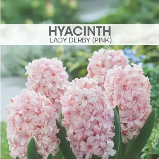 Hyacinth Lady Derby Pink