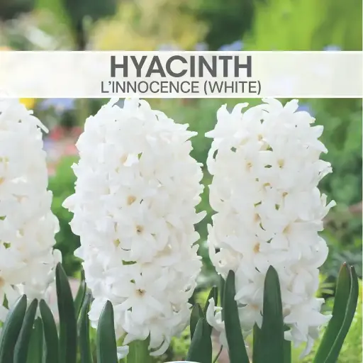 Hyacinth L'lnnocence White