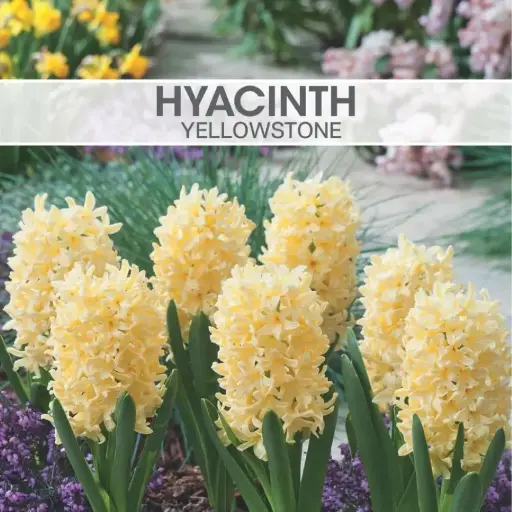 Hyacinth Yellowstone