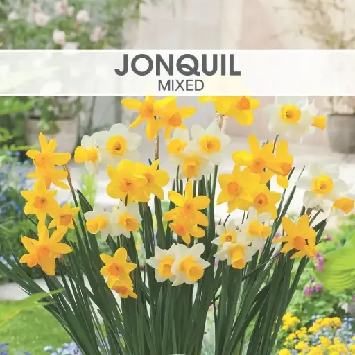  Jonquil Mixed Shades