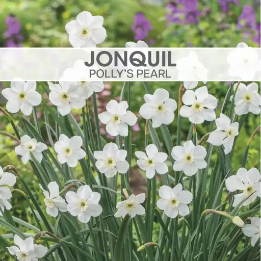 Jonquil Pollys Pearl