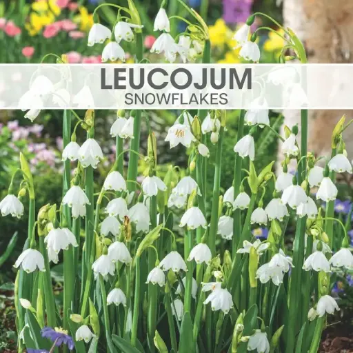 Leucojum Snowflakes