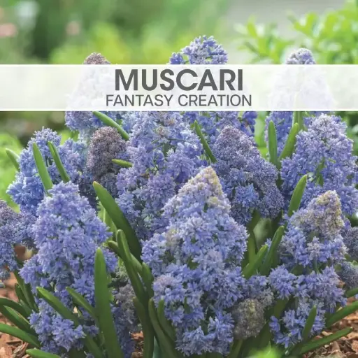 Muscari Fantasy Creation