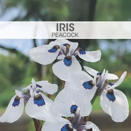 Moraea Peacock Iris