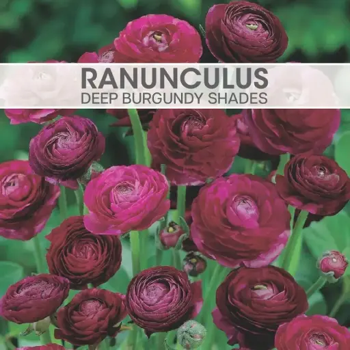 Ranunculus Deep Burgundy Shades