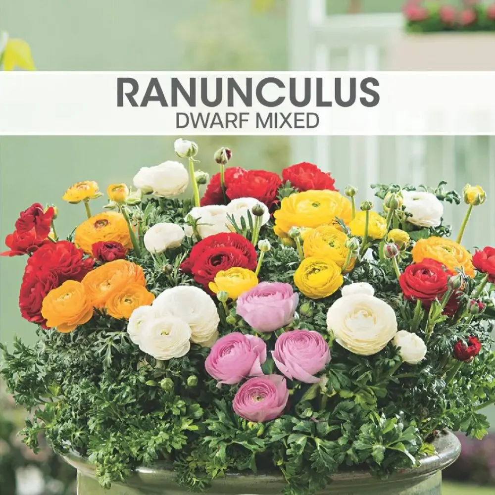 Ranunculus Dwarf Mixed | Perennialle Plants