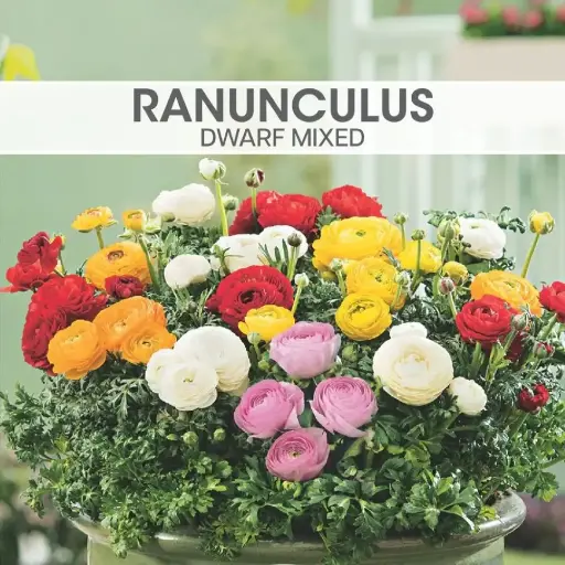 Ranunculus Dwarf Mixed