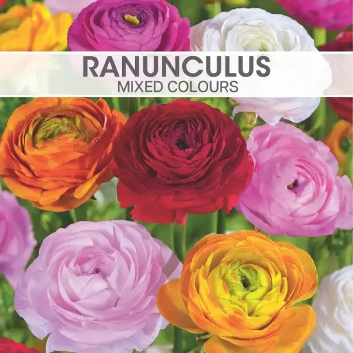 Ranunculus Mixed Colours