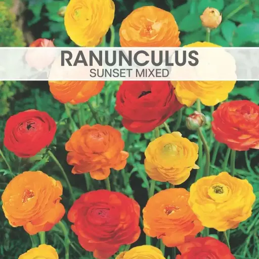 Ranunculus Sunset Mixed