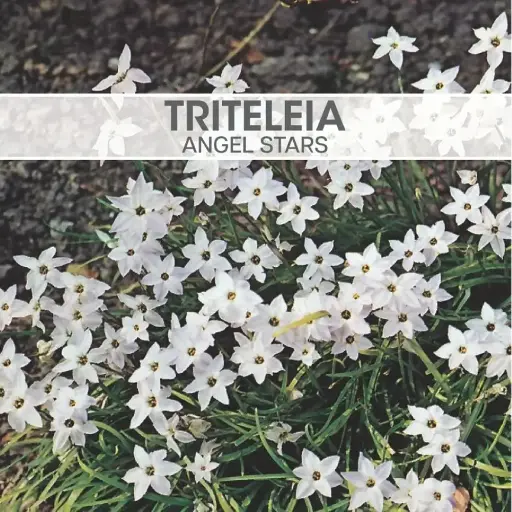 Triteleia Angel Stars