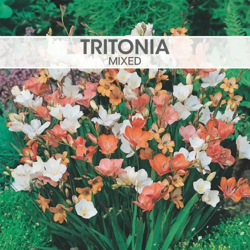 Tritonia Mixed