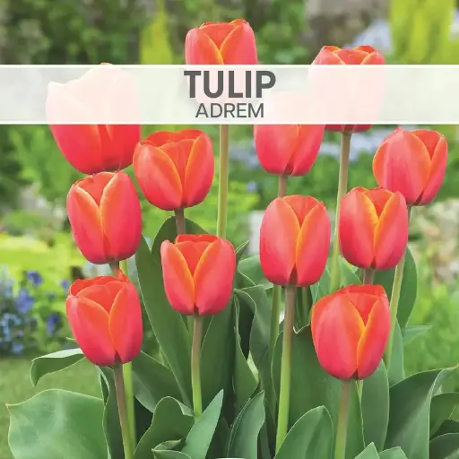 Tulip Ad Rem