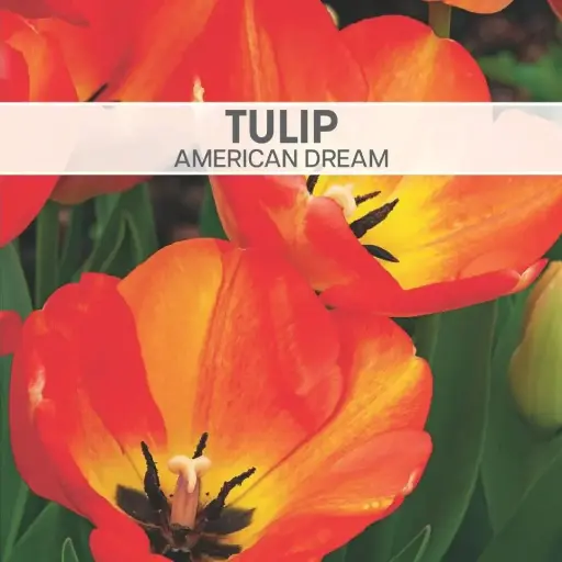 Tulip American Dream