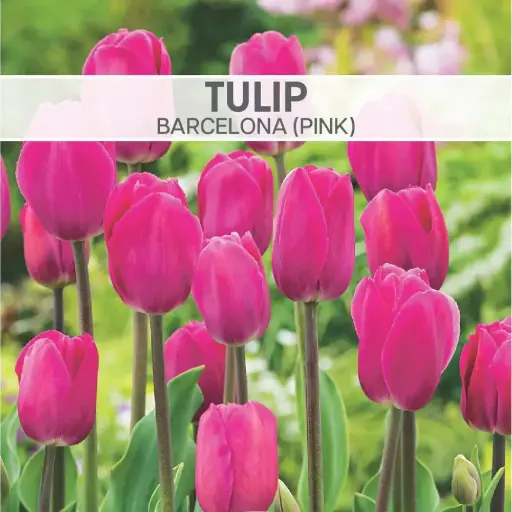 Tulip Barcelona