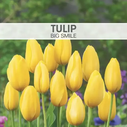 Tulip Big Smile