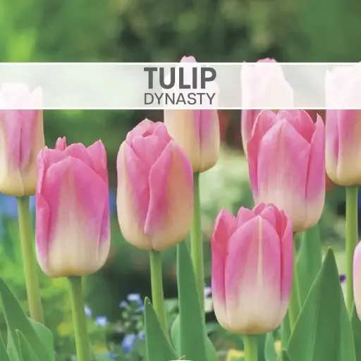 Tulip Dynasty