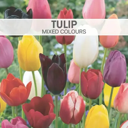 Tulip Mixed Colours