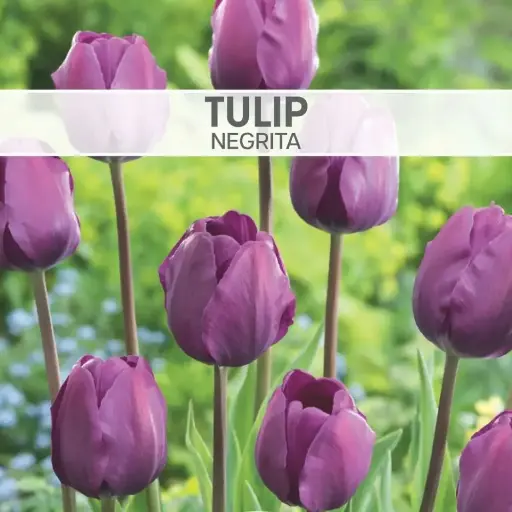 Tulip Negrita