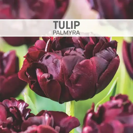 Tulip Palmyra