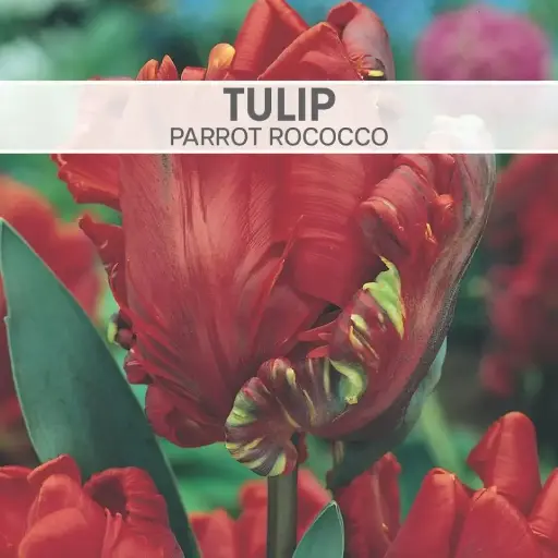  Tulip Parrot Rococo