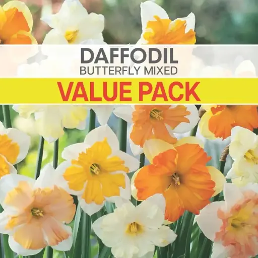 Daffodil Butterfly Mixed Value Pack