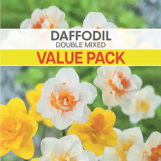 Daffodil Double Mixed Value Pack