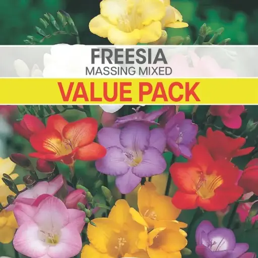 Freesia Massing Mixed Value Pack