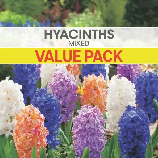 Hyacinth Mixed Value Pack