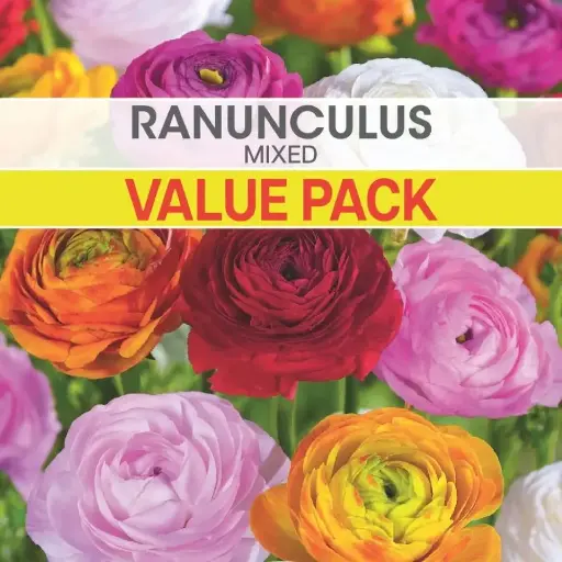 Ranunculus Mixed Value Pack