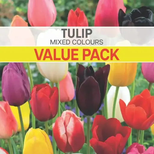 Tulip Bulbs Mixed Value Pack