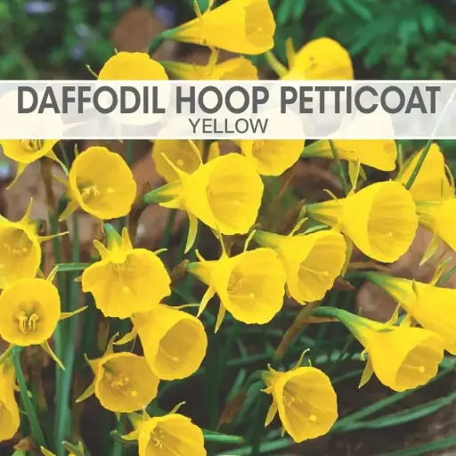 Daffodil Hoop Petticoat Yellow