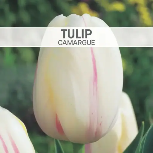 Tulip Camargue