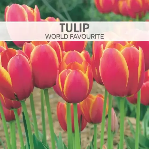 Tulip World Favourite